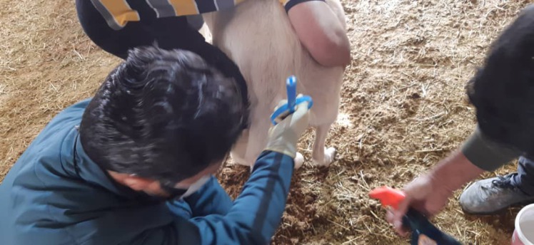 آزمون پایان دوره تلقیح مصنوعی گوسفند با نظارت مرکز اصلاح نژاد کشور