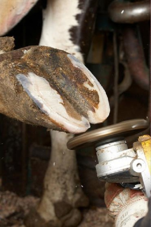 آموزش سم چینی و شاخ سوزی