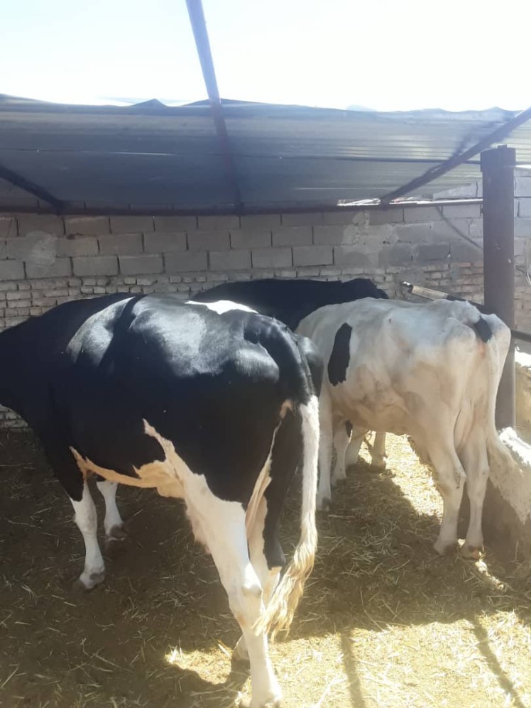 دوره های در حال ثبت نام جاری تولید مثل 