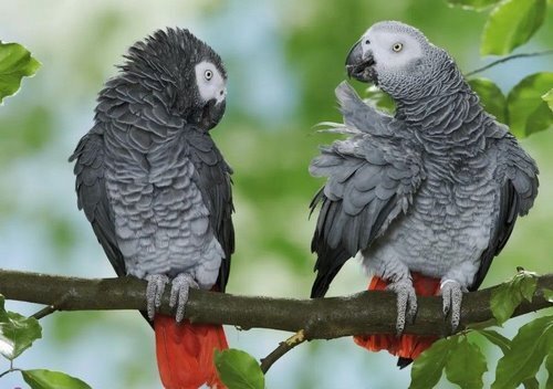 آموزش پرورش طوطی سانان