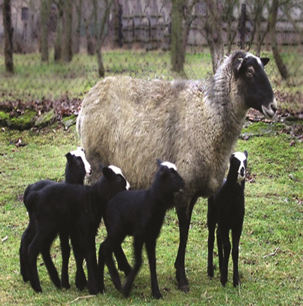  پرورش گوسفند داشتی چندقلوزا