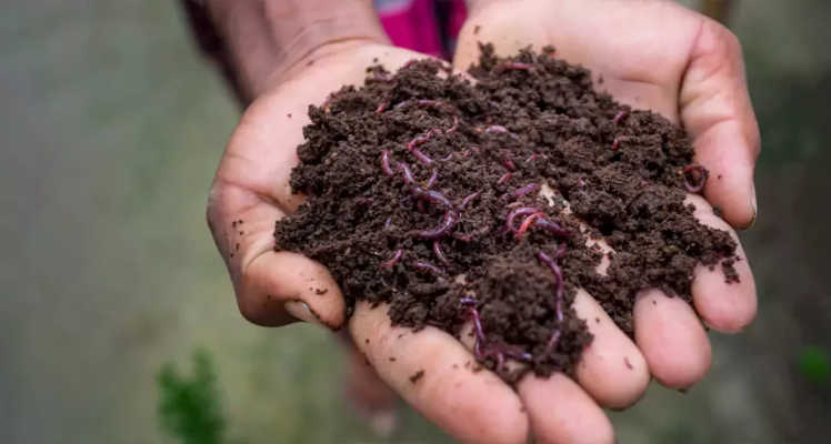 تولید ورمی کمپوست /کرم خاکی