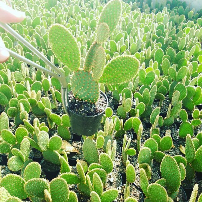 دوره پرورش کاکتوس علوفه ای 