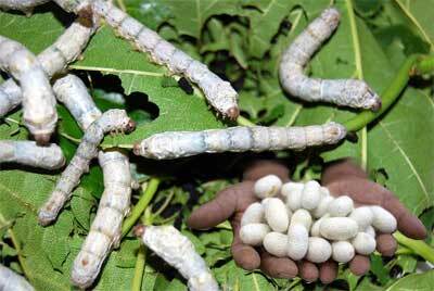 پرورش کرم ابریشم 